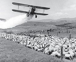 Aerial pesticide spraying over livestock, 1950s.