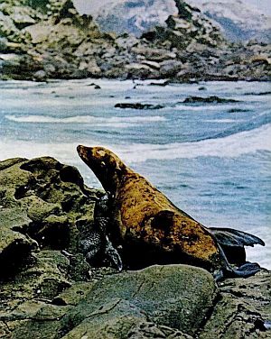 1969: Life magazine photo of oil-splotched sea lion and cub on San Miguel Island off coast. Photo, Harry Benson.
