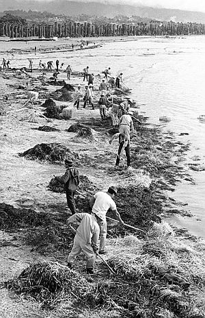 1969: Associated Press photo of workers raking up straw used to absorb some of the crude oil that came ashore from the Union Oil blowout.
